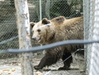 Прегледаха зъбите на мечките в Белица