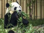 Клонират панди, за да спасят вида