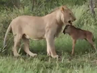 Игра между лъв и антилопа
