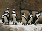 Лисица уби 14 пингвинчета-феи в зоопарк