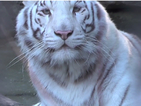 Бенгалско тигърче умря от студ след спирането на тока в Крим