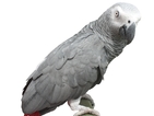 Десетки папагали - жертва на трафик
