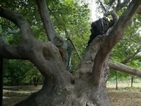 10 вековни дървета се борят в конкурса „Дърво с корен”