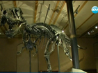 Истински скелет на тиранозавър беше изложен в Берлин