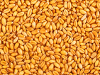 Тир с 20 тона пшеница се обърна на шосето