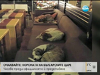 Кафене в Гърция приютява бездомни кучета