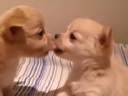 Кученца се целуват