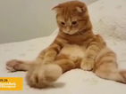 Какво може да „хипнотизира” една котка?