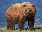 Десетина мечки живеят на Витоша далеч от хората