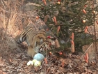 Тигър и коза посрещнаха Нова година като приятели(ВИДЕО)
