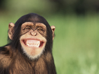 Маймуните могат да бъдат отмъстителни