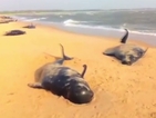 Стотици китове заседнаха в плитчини в Индия (ВИДЕО)
