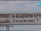 Ограбиха приют за кучета в Карнобат