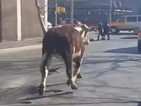 Крава-беглец препуска по улиците на Ню Йорк (ВИДЕО)
