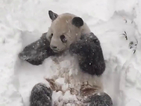 Панда в САЩ се радва на снега (ВИДЕО)
