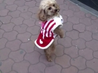 Запознайте се с Барби – кученцето, което ходи като човек (ВИДЕО)
