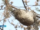 Опасна болест атакува боровите гори у нас