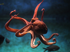 Октоподите показват намеренията си със смяна на цвета