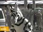 Какво може да се случи, ако зебра избяга от зоопарк?