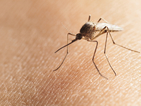 Чили обяви санитарна тревога заради комари, пренасящи Зикa