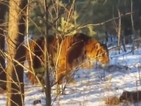 В Русия хванаха избягал тигър (ВИДЕО)