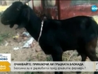 Индийската полиция арестува коза, пасяла в чужд двор