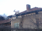 "Пълен абсурд": Кози „тероризират” дупнишко село (СНИМКИ)