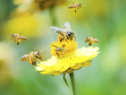 Български проект за живота на пчелите се бори за награда от 1 млн. долара