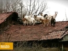 „Пълен абсурд”: Кози върху покриви!