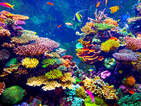 Учени създадоха "ферма" за ускорено отглеждане на корали