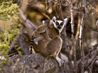 Viasat Nature: "Мадагаскар" - най-големите чудеса на естествения свят