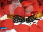Хлебарка и човешки зъб - сред най-странните подаръци за Св. Валентин