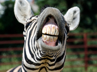 Зебра "пее" срещу храна (ВИДЕО)