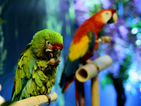 Екзотични папагали на изложба в София