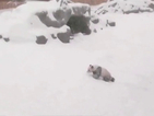Снежното събуждане на една панда (ВИДЕО)