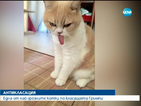 Eдна от най-грозните котки в света - нацупената Коюки (ВИДЕО)