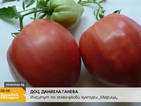 „Розово сърце” – новият български домат