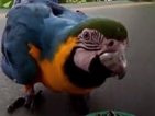 Папагал се сдоби с нова човка, направена на 3D принтер (ВИДЕО)