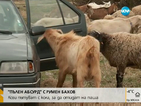 „Пълен абсурд”: Кой си кара козите на паша с кола?