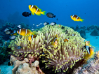 Глобалното затопляне поразява коралите в Големия бариерен риф