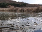 2 тона мъртва риба изплува във водоем край Ямбол