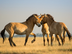 Учени връщат диви коне в природата в Русия