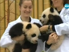 Канадският премиер кръсти две гигантски панди