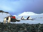 Завърнаха се и последните полярници от Антарктида