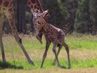 Уникални кадри: Заснеха първите стъпки на жирафче (ВИДЕО)