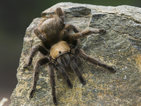 Отровата от тарантула действа като болкоуспокоително