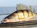 До 15 май се забранява уловът на бяла риба