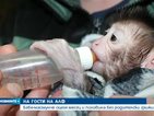 Бебе маймунче оцеля месец и половина без родители