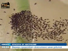 Кадри от въздуха: Фермери преместват ценен добитък