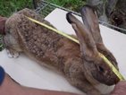 Фермер отглежда гигантски зайци със специални билки (ВИДЕО)